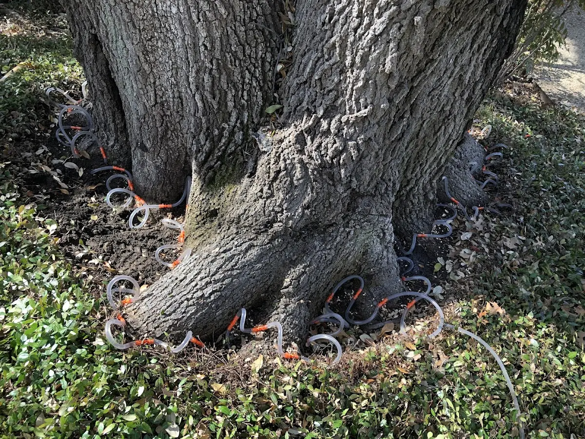 Detailed Tree Cabling and Bracing job site in Winter Harbor